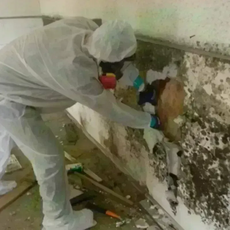 Mold Remediation and Removal in Polk County, OR